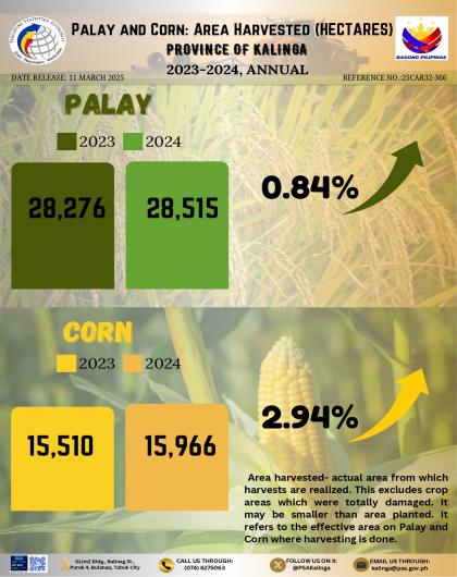 Palay and Corn: Area Harvested (Hectares) in Kalinga for 2023-2024, Annual